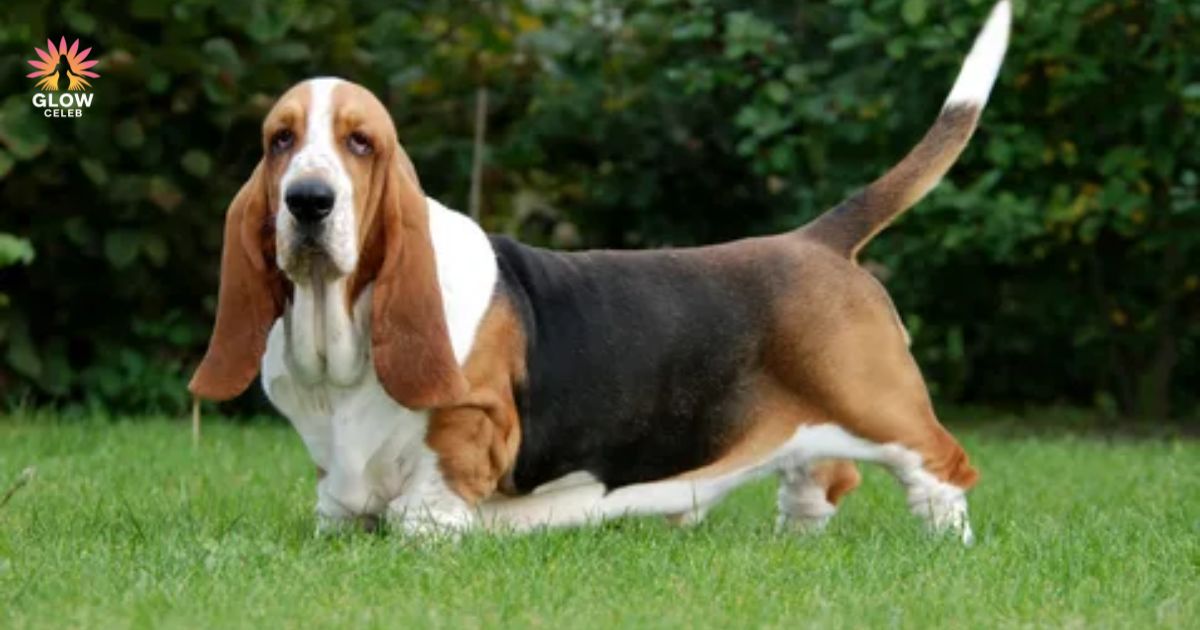 Basset Hound