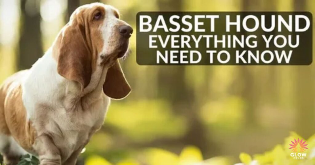Common Mistakes to Avoid as a Basset Hound Owner