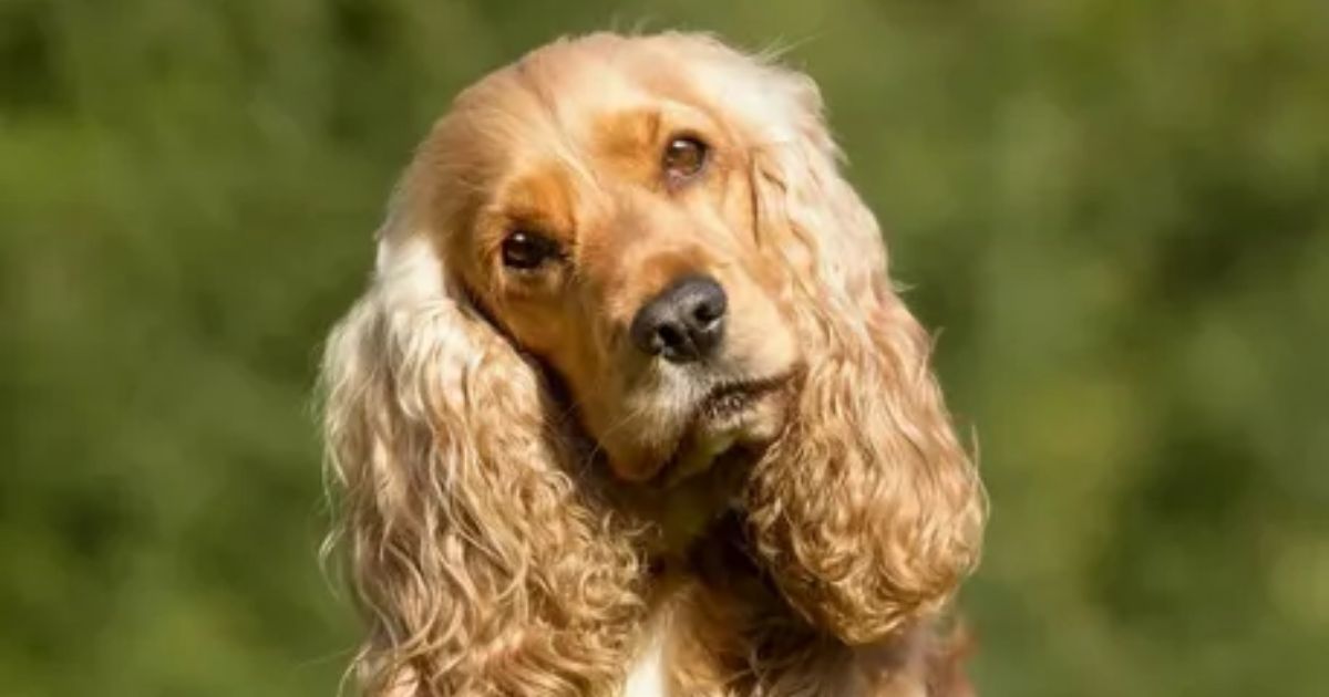 English Cocker Spaniel