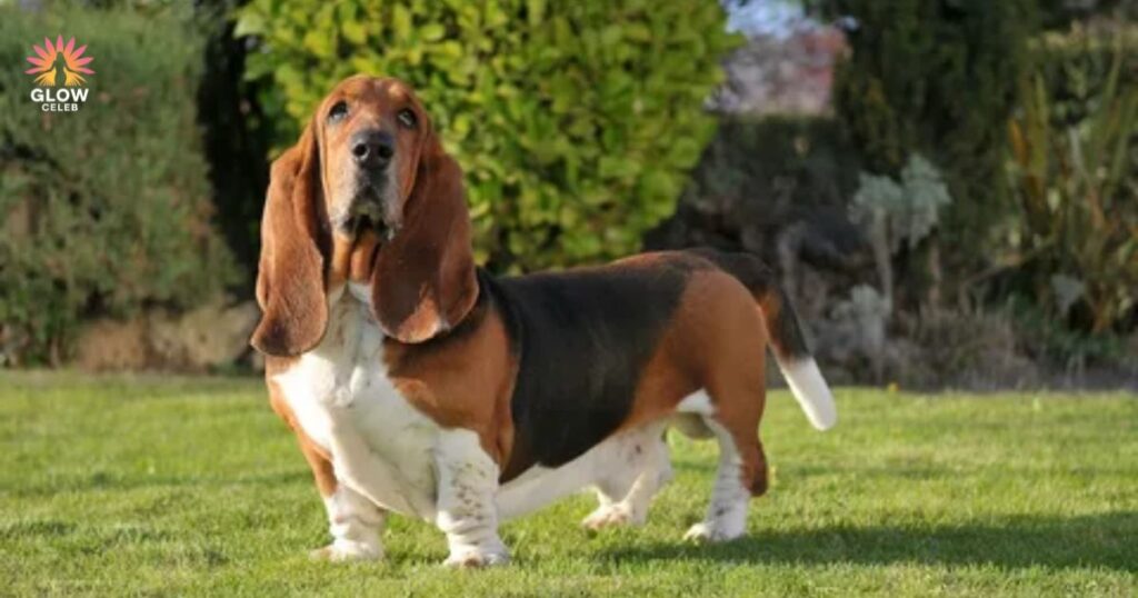 Exercise and Mobility Needs