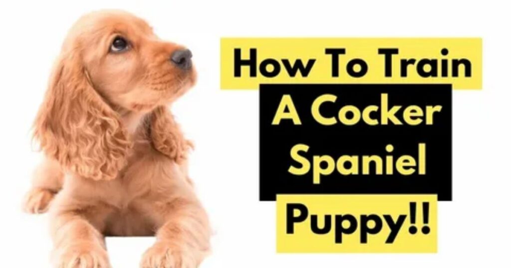 Training an English Cocker Spaniel