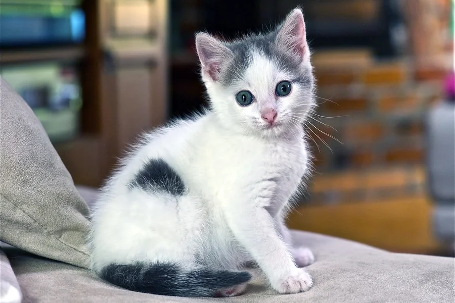 Meow Miu